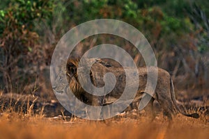 Lion, fire burned destroyed savannah. Animal in fire burnt place, lion lying in the black ash and cinders, Savuti, Chobe NP in