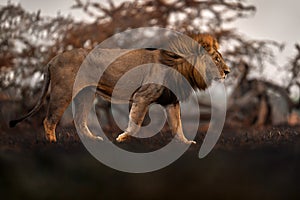 Lion, fire burned destroyed savannah. Animal in fire burnt place, lion lying in the black ash and cinders, Savuti, Chobe NP in