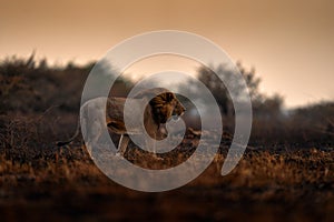 Lion, fire burned destroyed savannah. Animal in fire burnt place, lion lying in the black ash and cinders, Savuti, Chobe NP in