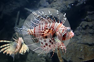 Lion Fish