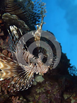 Lion fish