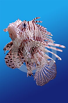 Lion-fish