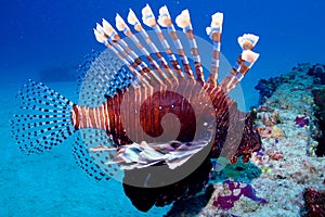 Lion Fish