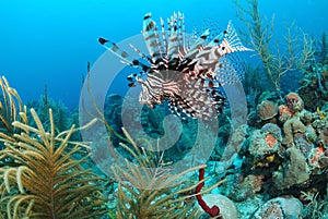 Lion fish