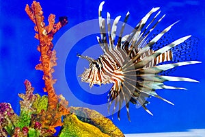 Lion fish