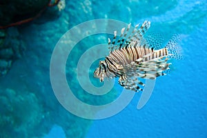 Lion fish