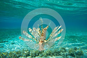 Lion fish