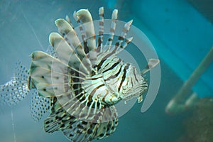 Lion fish