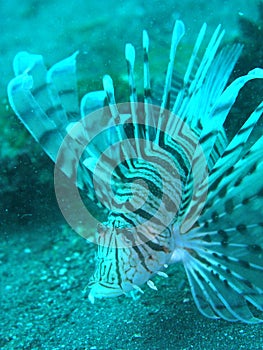 Lion fish