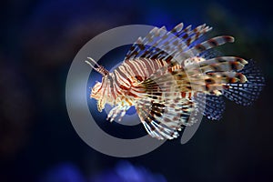 Lion fish