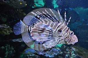 Lion fish