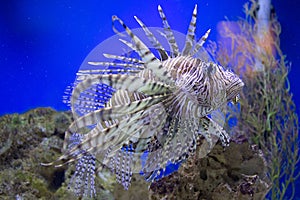 Lion Fish