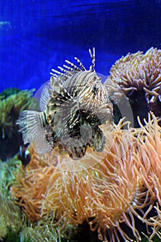 Lion fish photo