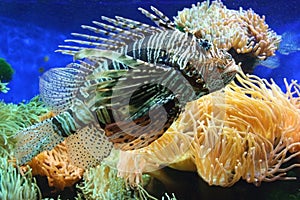 Lion fish