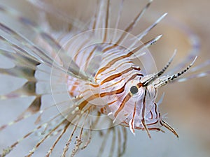 Lion-Fish