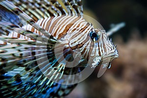 Lion fish