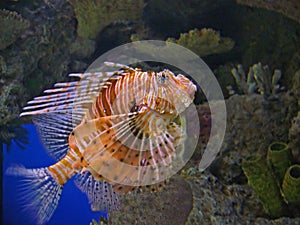 Lion Fish
