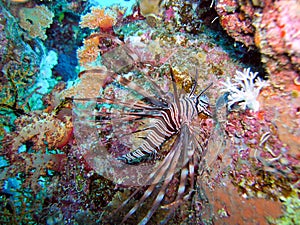 Lion Fish