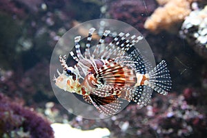 Lion fish