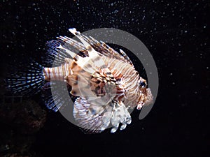 Lion Fish