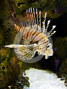 Lion Fish
