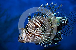 Lion Fish
