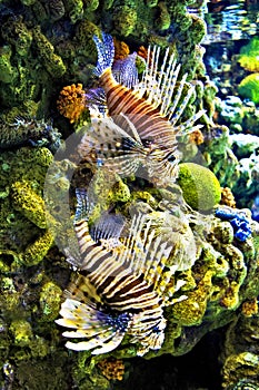 Lion Fish