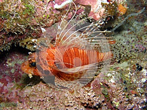 Lion fish Antennata