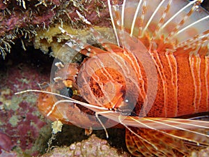 Lion fish Antennata close up