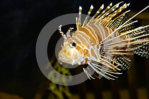 Lion fish in aquarium