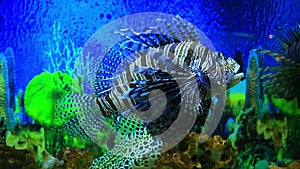 Lion fish in aquarium