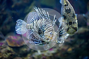 Lion fish and baloon fish in marine aquarium