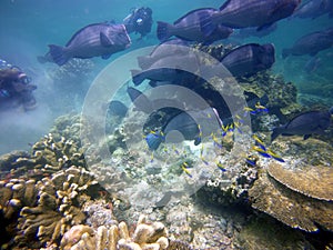 Divers follow a shoal of pumper head photo