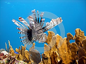 Lion Fish, deadly predator