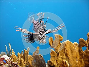 Lion Fish, deadly predator