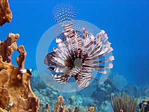 Lion Fish, deadly predator