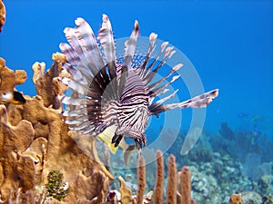 Lion Fish, deadly predator photo