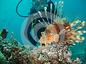 Lion Fish with Diver