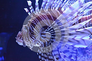 Lion fish at the Loggerhead Marine Life Center, June Beach, Florida photo