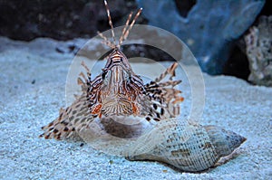 Lion fish looking at my camera during my vacation in Florida, US