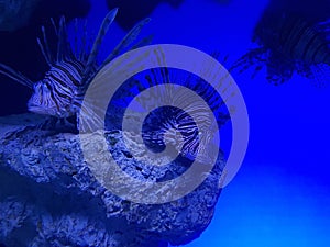 lion fish in a marine aquarium