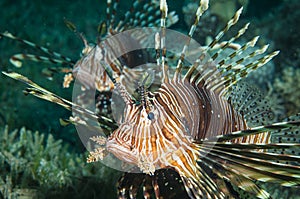 Lion fish in the ocean