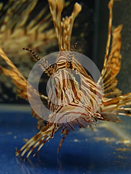 Lion fish in pet-shop aquarium