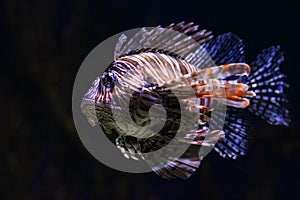 Lion fish Pterois in an aquarium