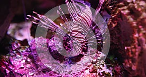 Lion fish Pterois Miles swims and searches for food among coral reefs