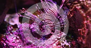 Lion fish Pterois Miles swims and searches for food among coral reefs