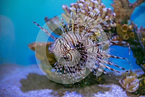 Lion fish Pterois mombasae swimming under water on coral reef