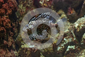 Lion Fish Pterois volitans Scorpaenidae on coral