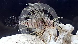 Lion fish Pterois volitans photo