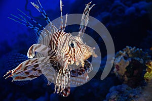 The lion fish Pterois volitans photo